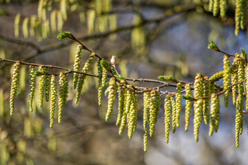 Naklejka premium many green male beech blossoms on a branch 