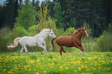 Obraz na płótnie Canvas Two horses running on the field with flowers in summer