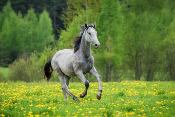 Obraz na płótnie Canvas Grey horse running on the field with flowers in summer