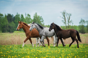 Herd of horses on the field with flowers in summer