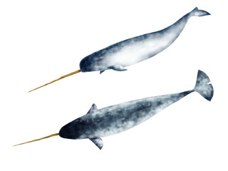 Illustration of swimming narwhals on white background 