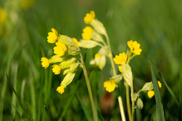 Fototapeta premium Close up of the flower of a cowslip