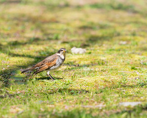 pássaro silvestre do Japão.	