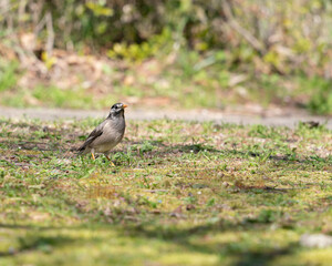 p&aacute;ssaro silvestre do Jap&atilde;o.	