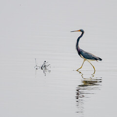Tricolor Heron walking on water