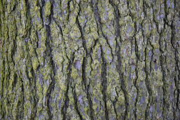 Bark background, tree texture, in forest.
