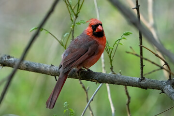 Perched male cardinal on a branch