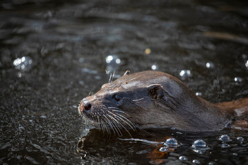 Euroasian otter, Lutra lutra, close up of face while swimming in river, water, during spring in Scotland. - 427345600