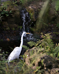 Great White Egret Stock Photo. Close-up profile view by waterfall background  and foliage...