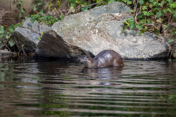 Euroasian otter, Lutra lutra, standing in shallow river looking to left during a sunny spring day in Scotland. - 427345618