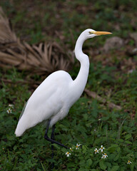 Great White Egret Stock Photos.  Close-up profile view in foliage and white flowers foreground and evergreen background displaying white feather plumage in its environment and habitat. Image. 
