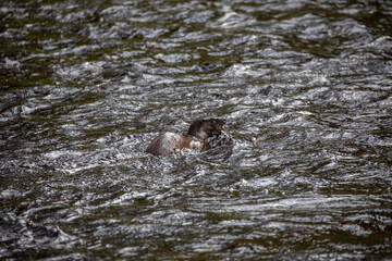 Euroasian otter, Lutra lutra, close up of behaviour while fishing in a shallow river during spring in Scotland.