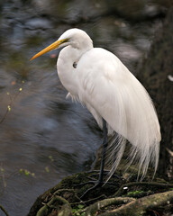 Great White Egret Stock Photos. Close-up profile view by the water with blur water background displaying white feathers plumage in its environment and habitat. Picture. Image. Portrait.
