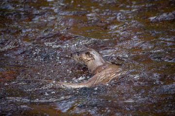 Euroasian otter, Lutra lutra, close up of behaviour while fishing in a shallow river during spring in Scotland. - 427345633