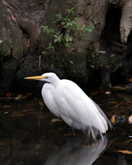 Great White Egret stock photos. Close-up profile view in the water with reflection displaying its body, head, beak, eye, white plumage with a foliage background in its environment and habitat.