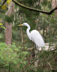 Great White Egret Stock Photos. Close-up profile view perched on tree branches displaying white plumage feathers with a blur background in its environment and habitat. Image. Picture.