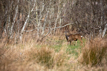 Roe deer herd, Capreolus capreolus, displaying behaviour eating and grooming within a birch and pine tree woodland during spring in Scotland.