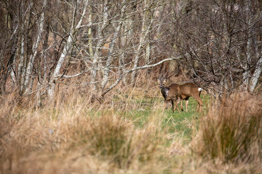 Roe deer herd, Capreolus capreolus, displaying behaviour eating and grooming within a birch and pine tree woodland during spring in Scotland.