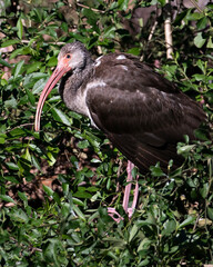 White Ibis Stock Photos. Juvenile bird close-up profile view on foliage foreground and background displaying spread wings, brown feathers plumage,  beak,  in its environment. Image. Portrait. Picture.