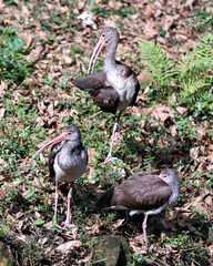 White Ibis stock photos.  White Ibis juvenile birds close-up profile view. Three White Ibis. Group