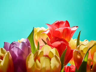 Obraz premium Tulips on a colorful background