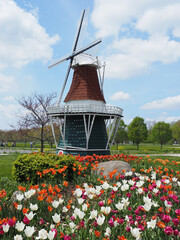 Spring tulips in front of miniature windmill Holland Michigan