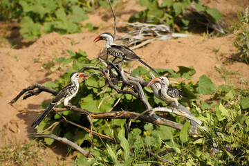 Red-billed hornbills perched on branch, Samburu Game Reserve, Kenya