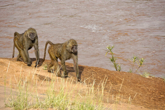 Olive baboons walking beside Ewaso (Uaso) Nyiro river, Samburu Game Reserve, Kenya