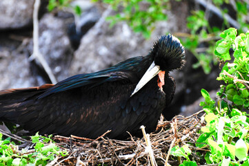 red throated frigate birds