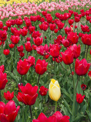 a single yellow tulip in middle of a red tulip row