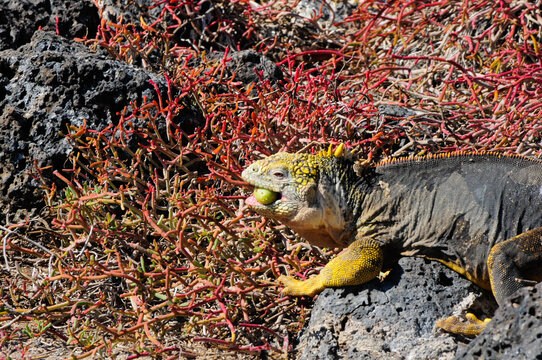 Galapagos islands iguana