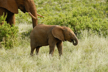 Elephant and calf feeding in bush; Samburu Game Reserve, Kenya