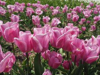 Pink tulips in bloom in Holland Michigan