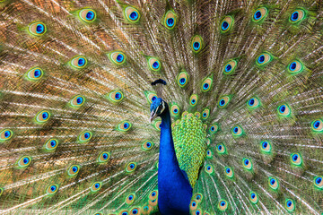 peacock with feathers