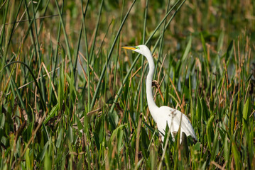 Great White Heron fishing through reeds at Orlando wetlands in Cape Canaveral Florida.