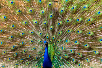 Naklejka premium close up of peacock