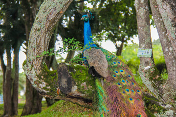 peacock in the woods
