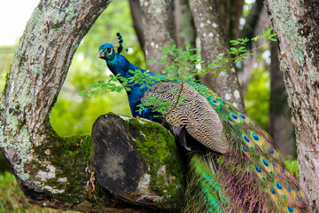 peacock in the garden