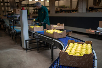 Working in organic food factory sorting green apples and conveyer belt transporting to the cold...