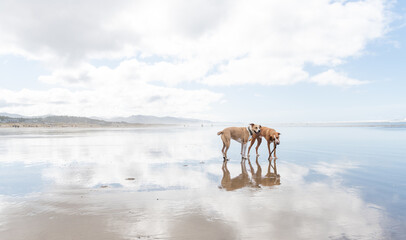 Two Happy Mixed Breed Short Haired Dogs Playing on Beach with Shallow Water