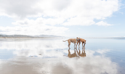 Two Happy Mixed Breed Short Haired Dogs Playing on Beach with Shallow Water