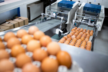 Egg packing industrial machine in food processing factory.