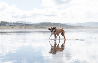 Two Happy Mixed Breed Short Haired Dogs Playing on Beach with Shallow Water