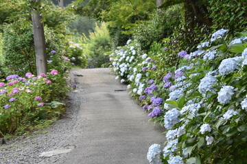 紫陽花の咲く小道