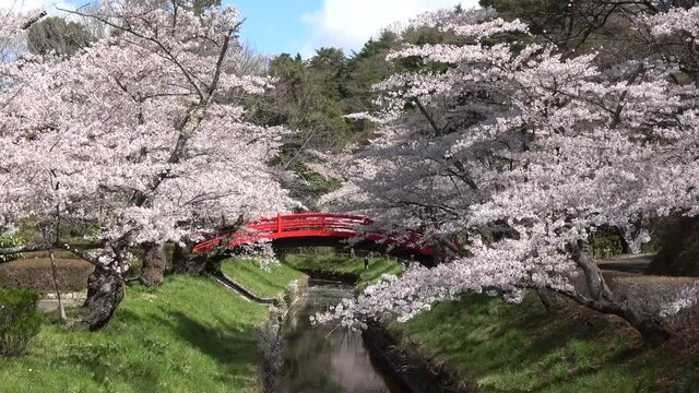 翠ヶ丘公園の桜（福島県・須賀川市）