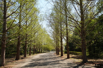 Obraz premium 茨城 ひたちなか ひたち海浜公園 メタセコイア並木