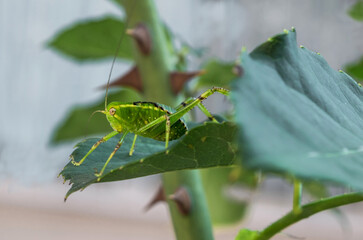 Young grasshopper in the garden