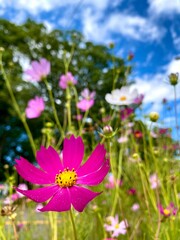 Obraz premium Flowers in the Field