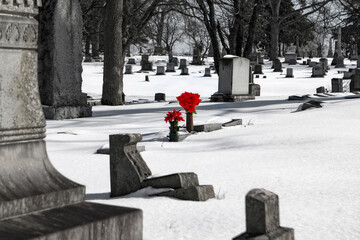 Red roses in the cemetery in the winter with snow