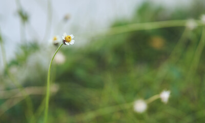 The grass is taken with a clear face after blurring and can be used as a background image.
